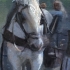 White Carraige Horse